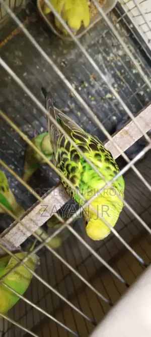 Budgerigar Running Pair With 3 Tame Size Babies
