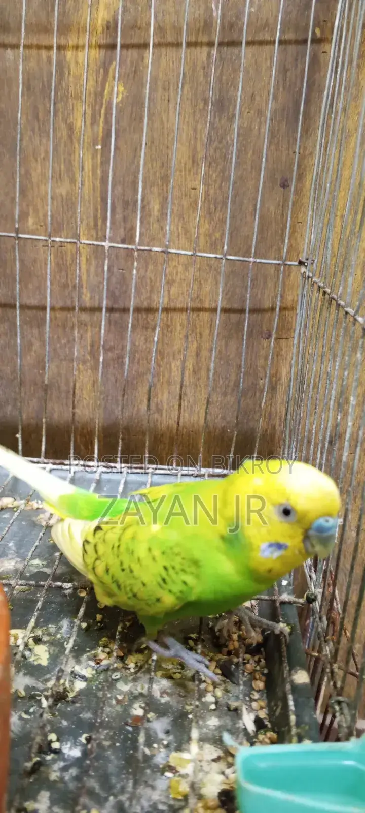 Budgerigar Running Pair With 3 Tame Size Babies