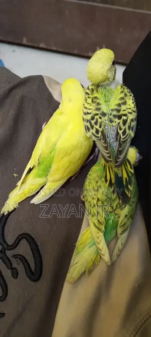 Budgerigar Running Pair With 3 Tame Size Babies