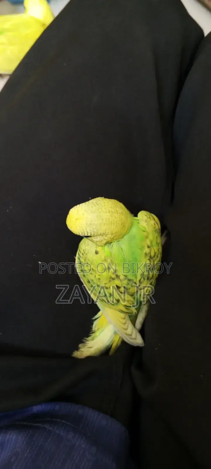 Budgerigar Running Pair With 3 Tame Size Babies
