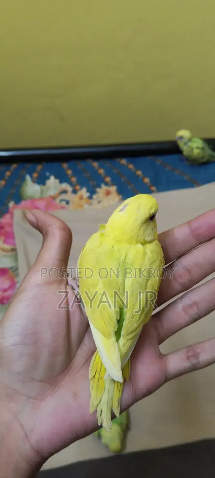 Budgerigar Running Pair With 3 Tame Size Babies