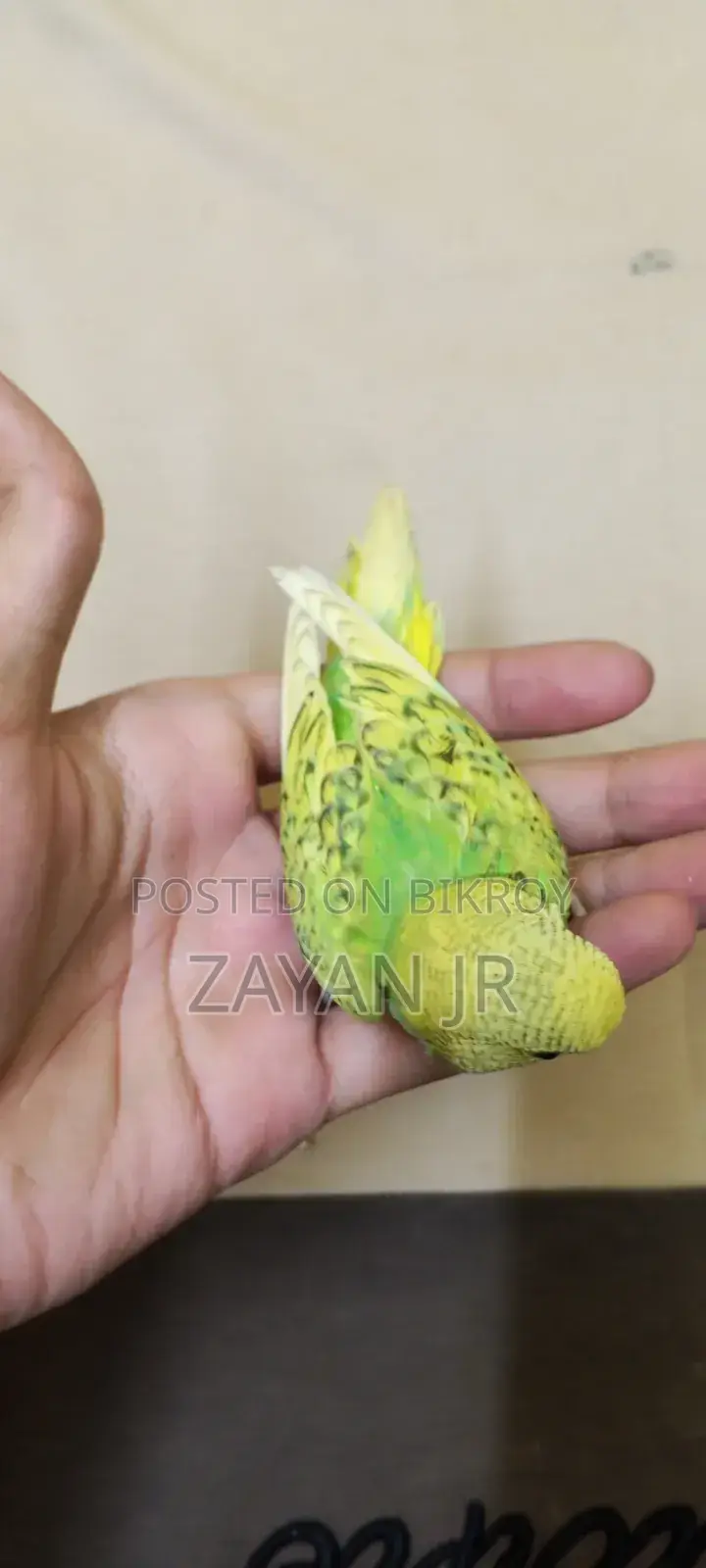Budgerigar Running Pair With 3 Tame Size Babies