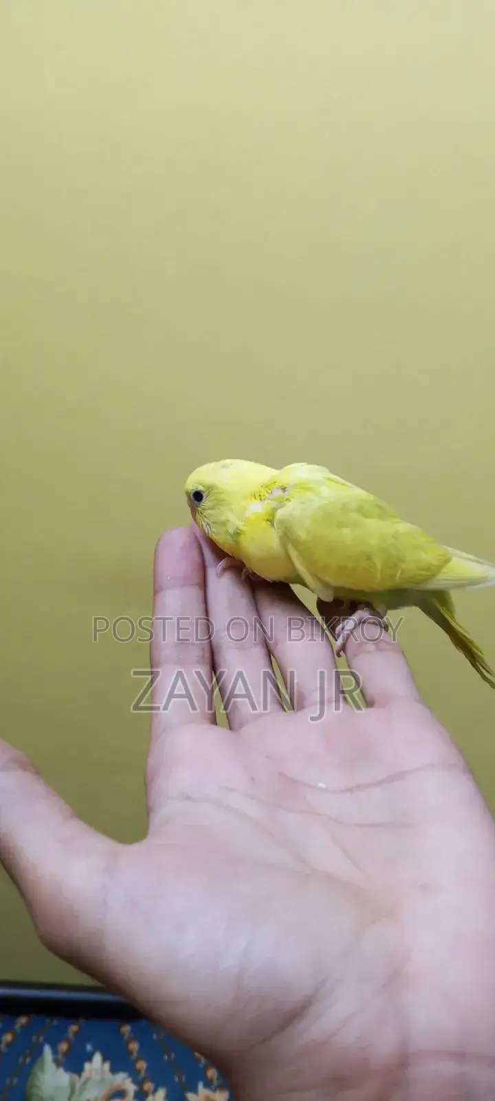 Budgerigar Running Pair With 3 Tame Size Babies