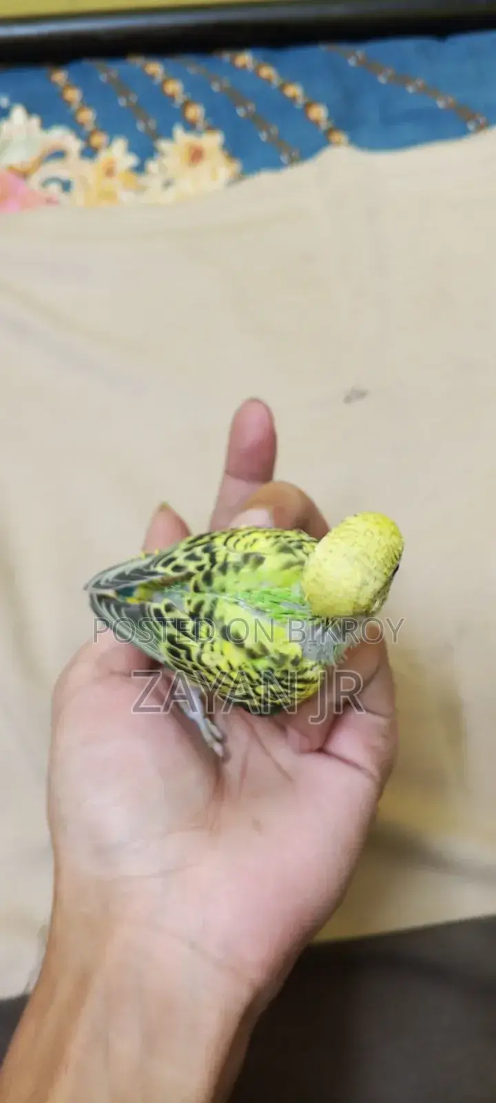 Budgerigar Running Pair With 3 Tame Size Babies