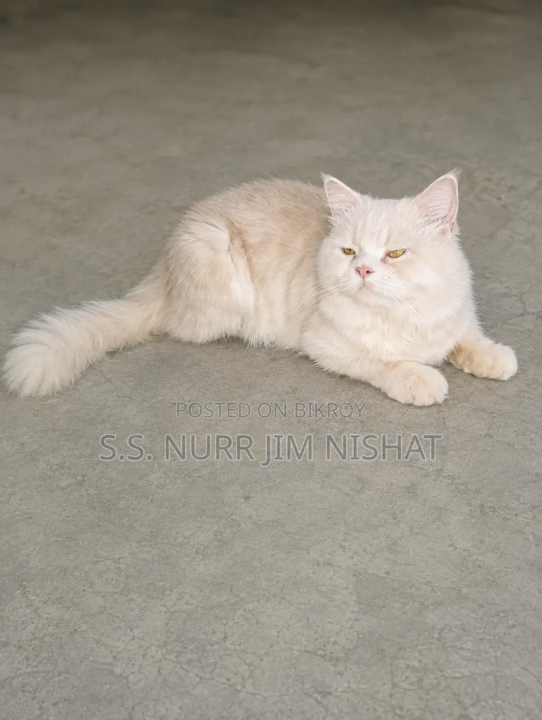 1+ Year Male Purebred Persian