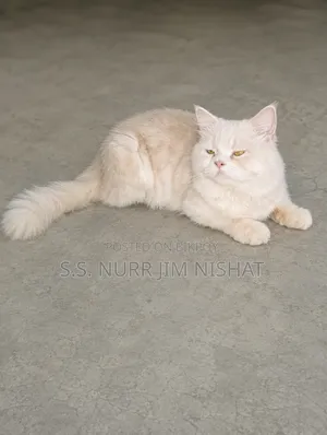 1+ Year Male Purebred Persian