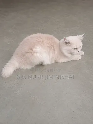 1+ Year Male Purebred Persian