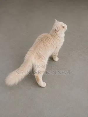 1+ Year Male Purebred Persian
