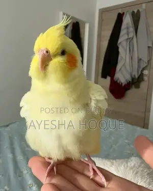 ককটেল ফিমেল খুব সুন্দর