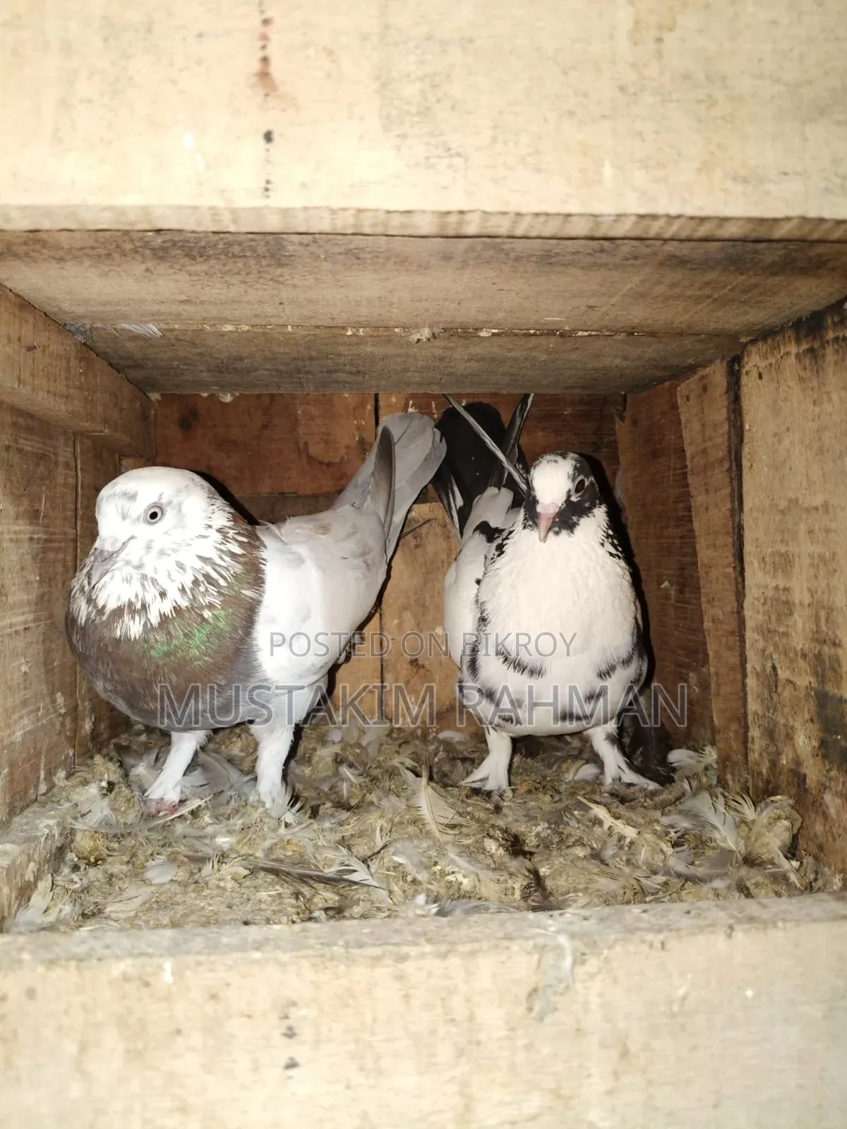Good Quality Pigeons for Sale