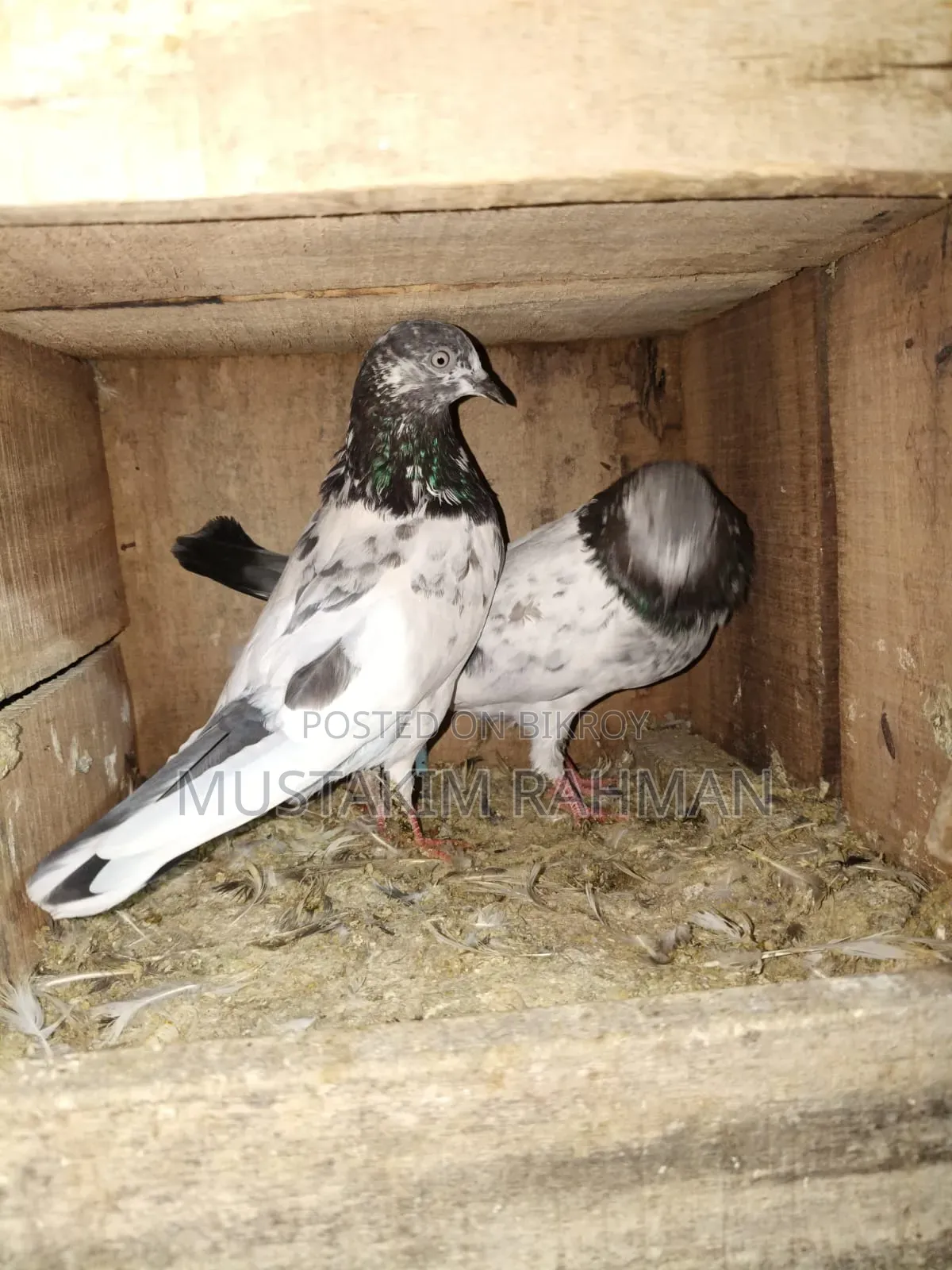 Good Quality Pigeons for Sale