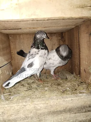 Good Quality Pigeons for Sale