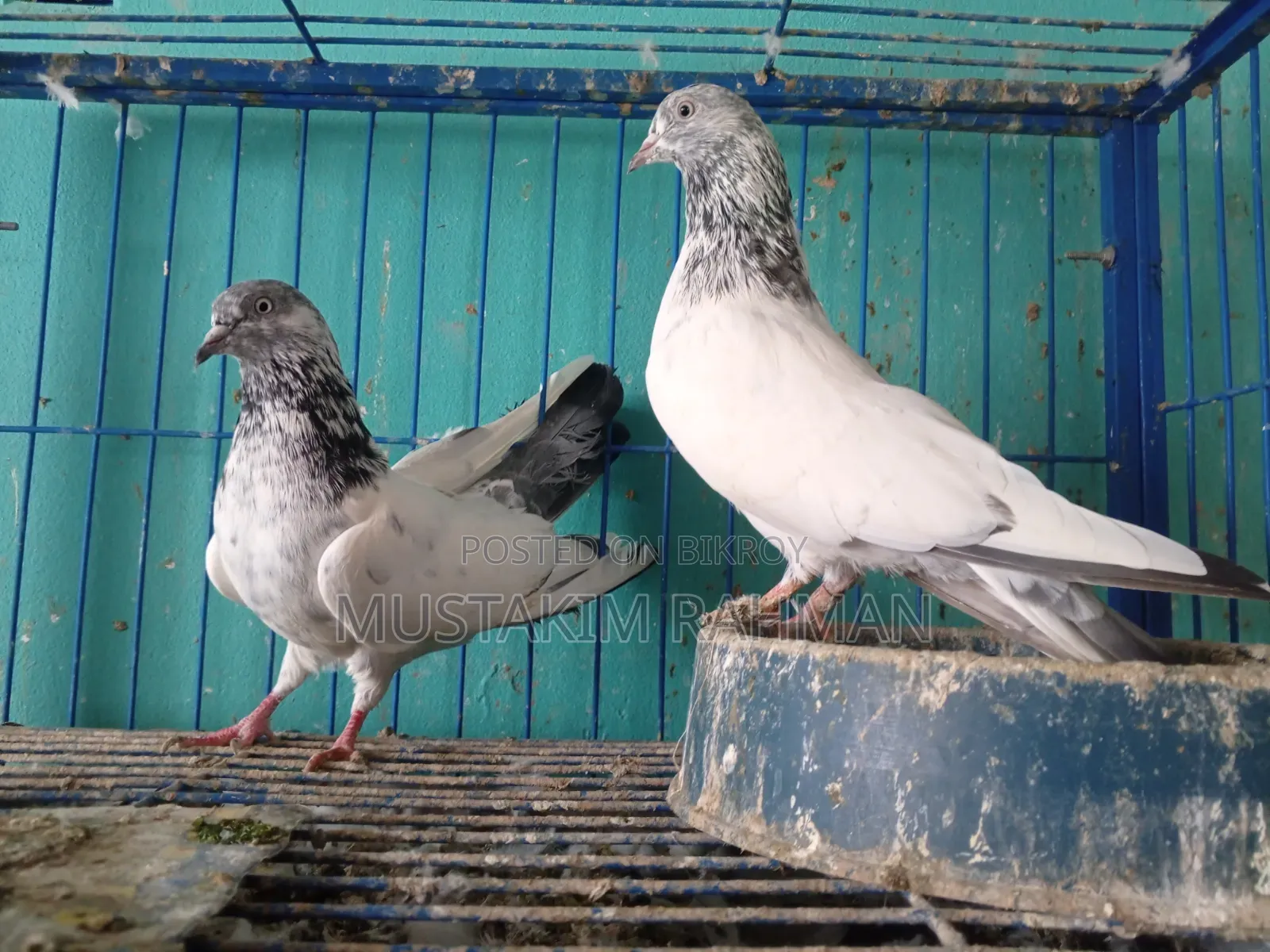 Good Quality Pigeons for Sale