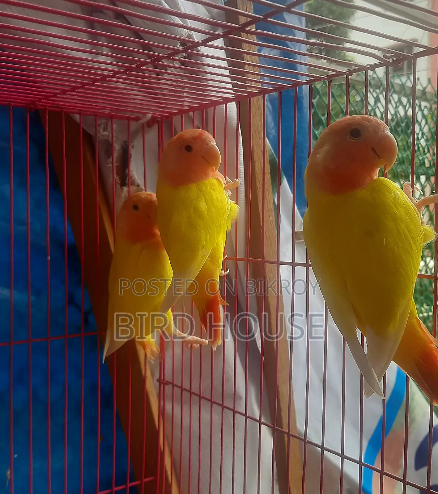 লাভবার্ড বিক্রয়