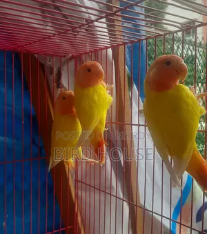 লাভবার্ড বিক্রয়