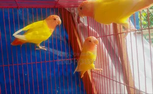 লাভবার্ড বিক্রয়
