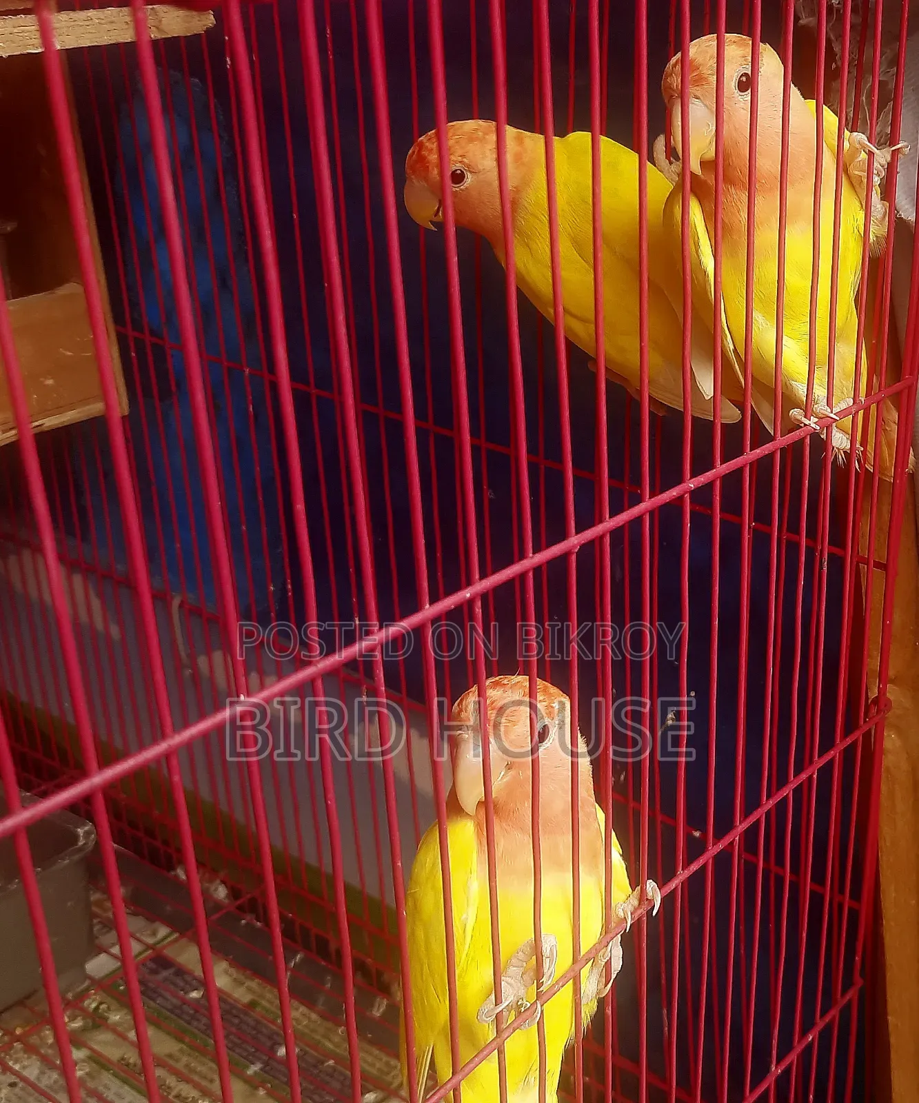 লাভবার্ড বিক্রয়