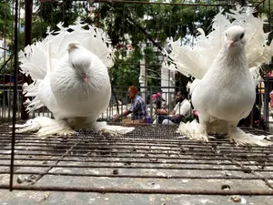 হোয়াইট লক্ষা রানিং জোড়া