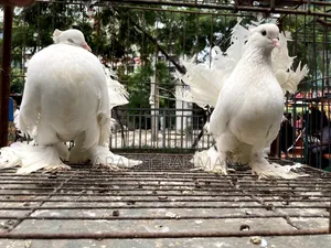 হোয়াইট লক্ষা রানিং জোড়া