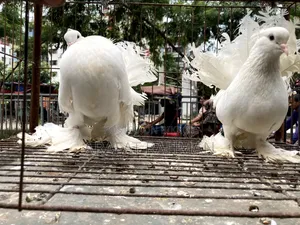 হোয়াইট লক্ষা রানিং জোড়া
