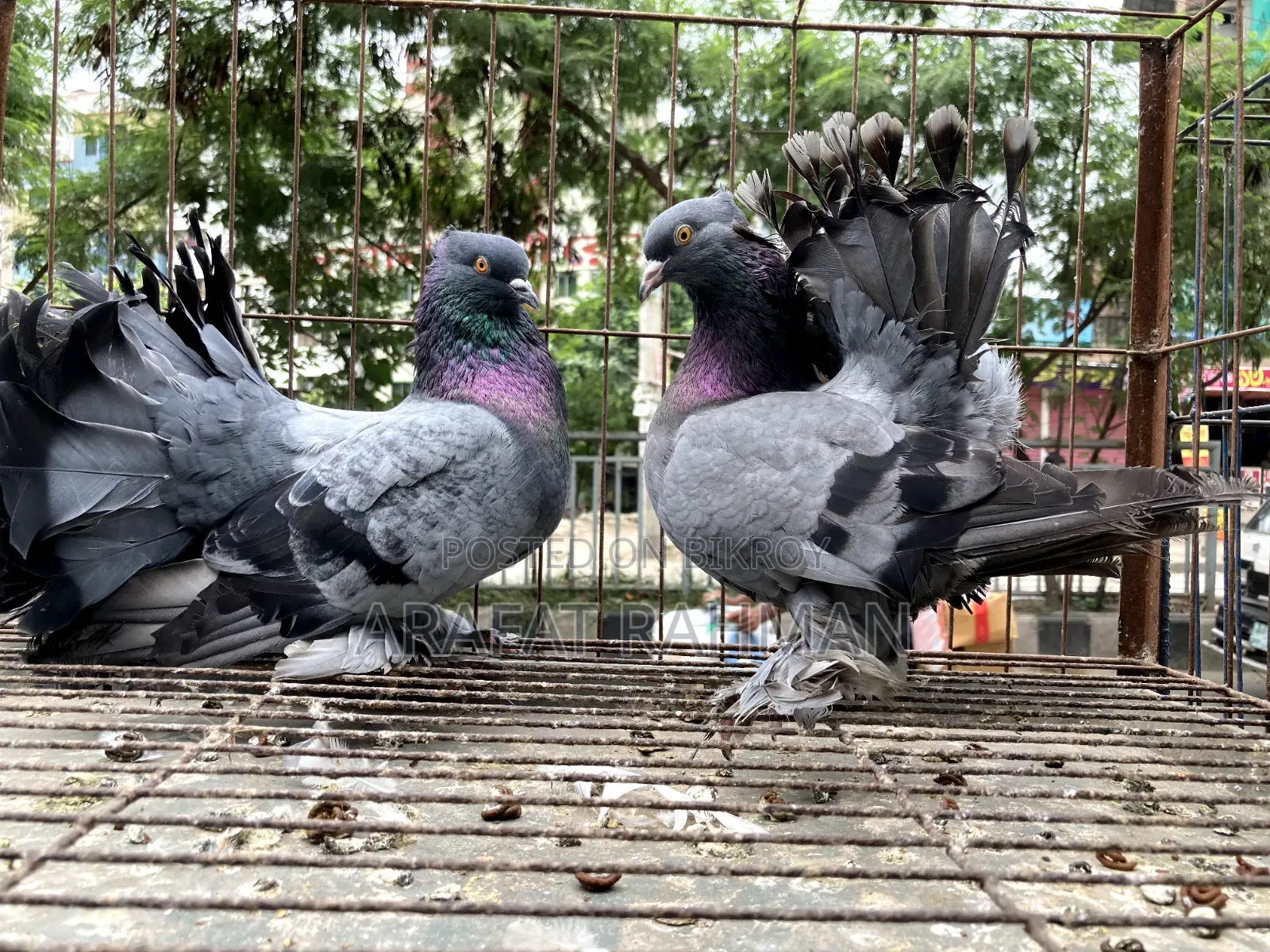 সবজি লক্কা রানিং জোড়া