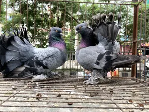সবজি লক্কা রানিং জোড়া