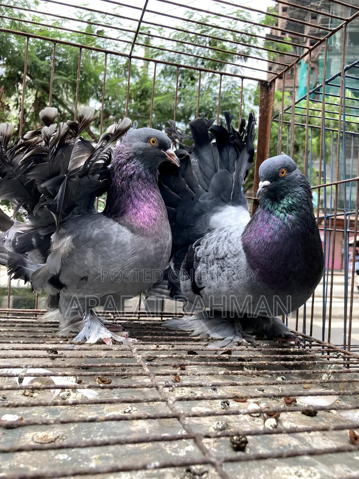 সবজি লক্কা রানিং জোড়া