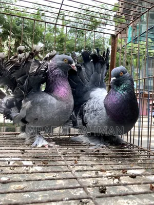 সবজি লক্কা রানিং জোড়া