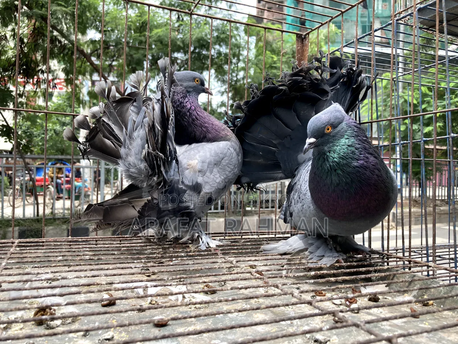 সবজি লক্কা রানিং জোড়া