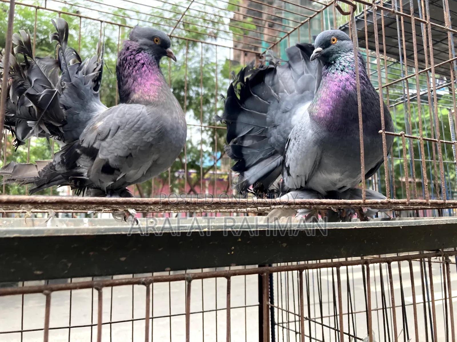 সবজি লক্কা রানিং জোড়া