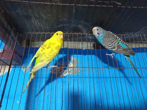 অ্যাডাল্ট ব্রিডিং ফিমেল বাজরিগার