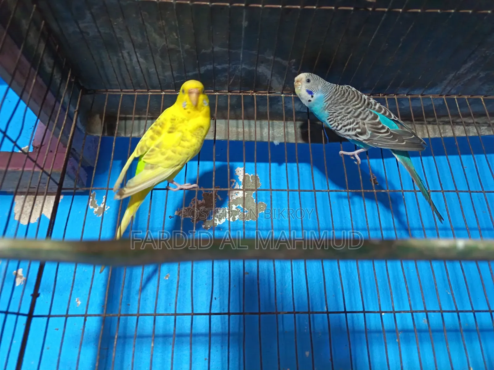 অ্যাডাল্ট ব্রিডিং ফিমেল বাজরিগার