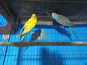 অ্যাডাল্ট ব্রিডিং ফিমেল বাজরিগার