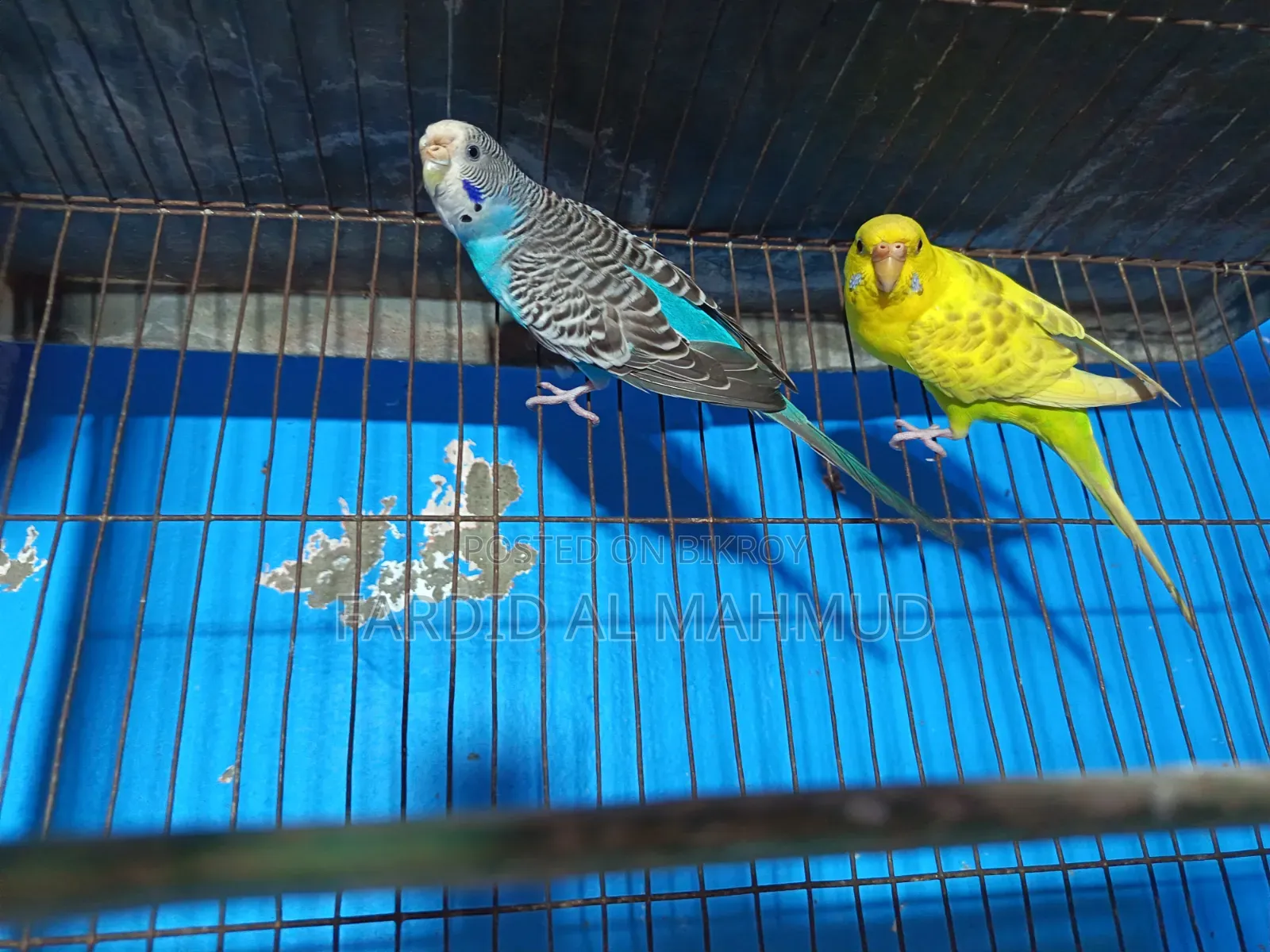 অ্যাডাল্ট ব্রিডিং ফিমেল বাজরিগার
