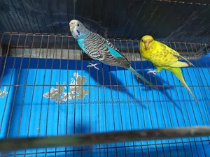 অ্যাডাল্ট ব্রিডিং ফিমেল বাজরিগার