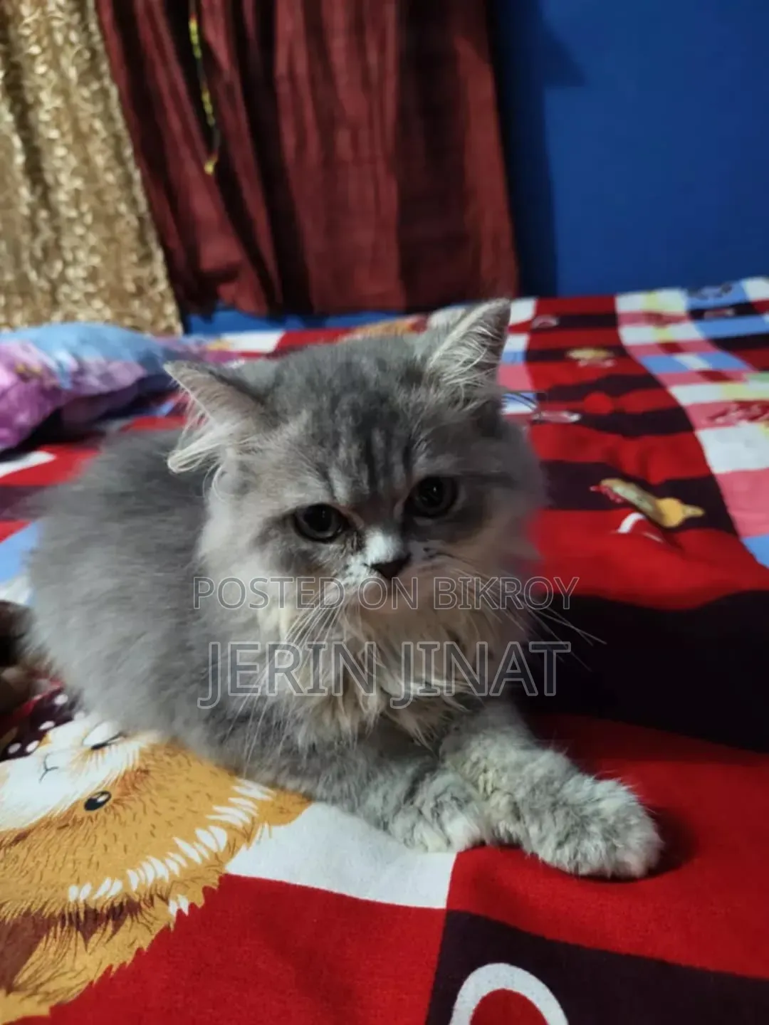 ১-৩ মাসের নর পিওর পারশিয়ান বিড়াল