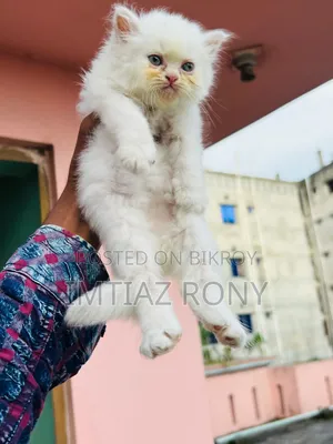 ০-১ মাস বয়সী ফিমেল পিওরব্রেড পার্সিয়ান