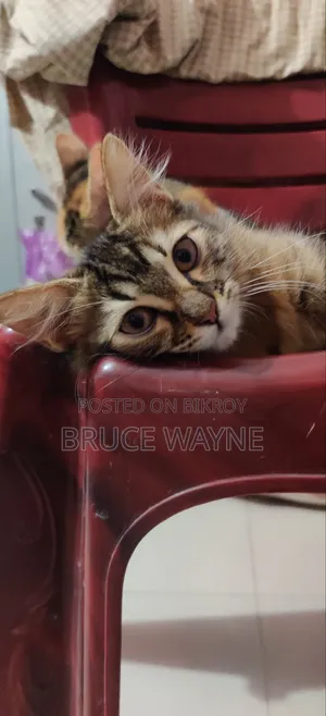 1-3 Months Female Mixed Breed Cat
