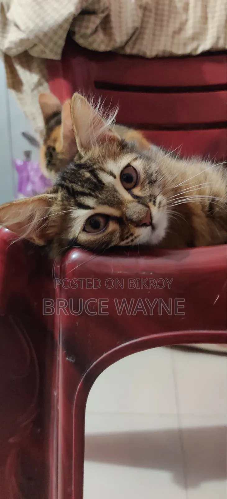 1-3 Months Female Mixed Breed Cat