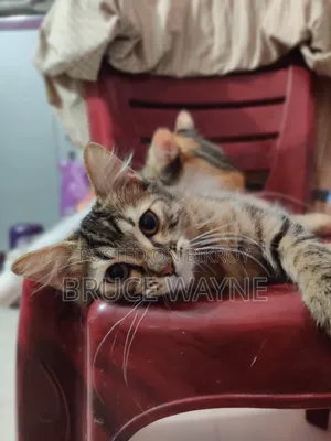 1-3 Months Female Mixed Breed Cat