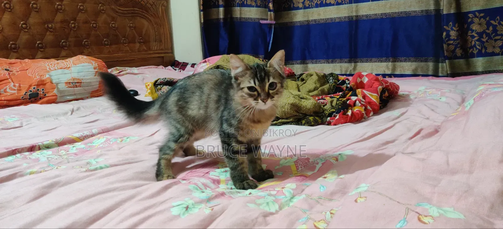 1-3 Months Female Mixed Breed Cat