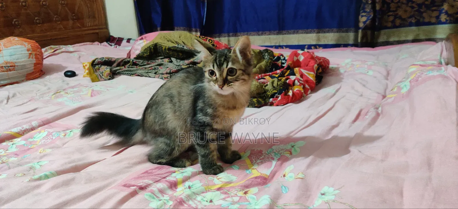 1-3 Months Female Mixed Breed Cat