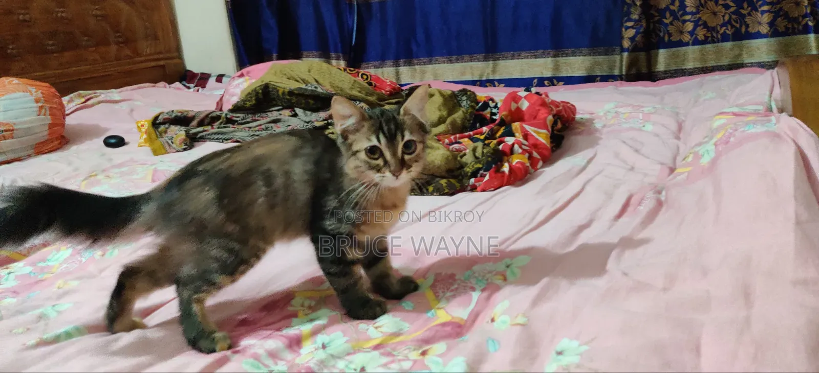 1-3 Months Female Mixed Breed Cat