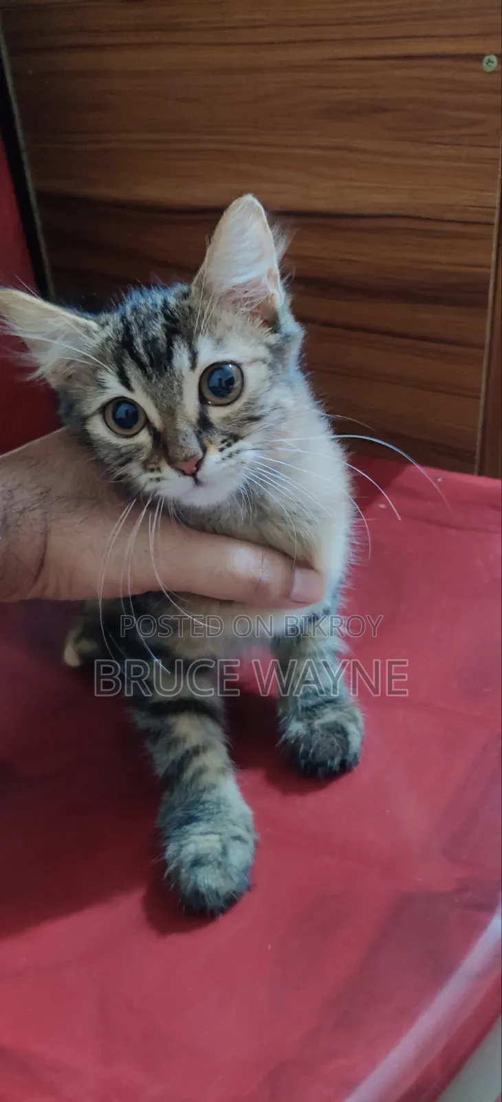1-3 Months Female Mixed Breed Cat