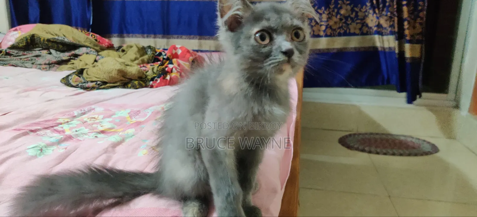 1-3 Months Female Mixed Breed Cat