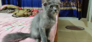 1-3 Months Female Mixed Breed Cat