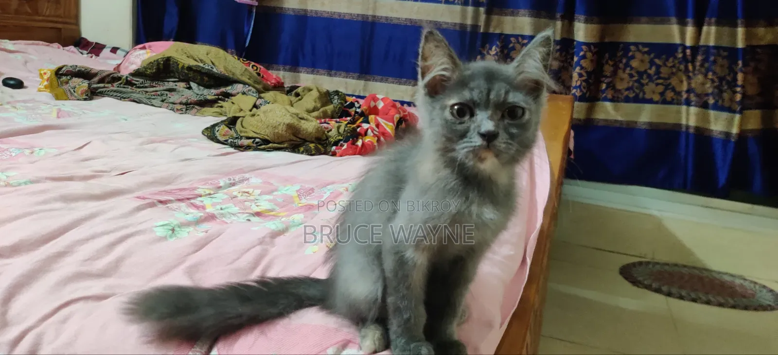 1-3 Months Female Mixed Breed Cat