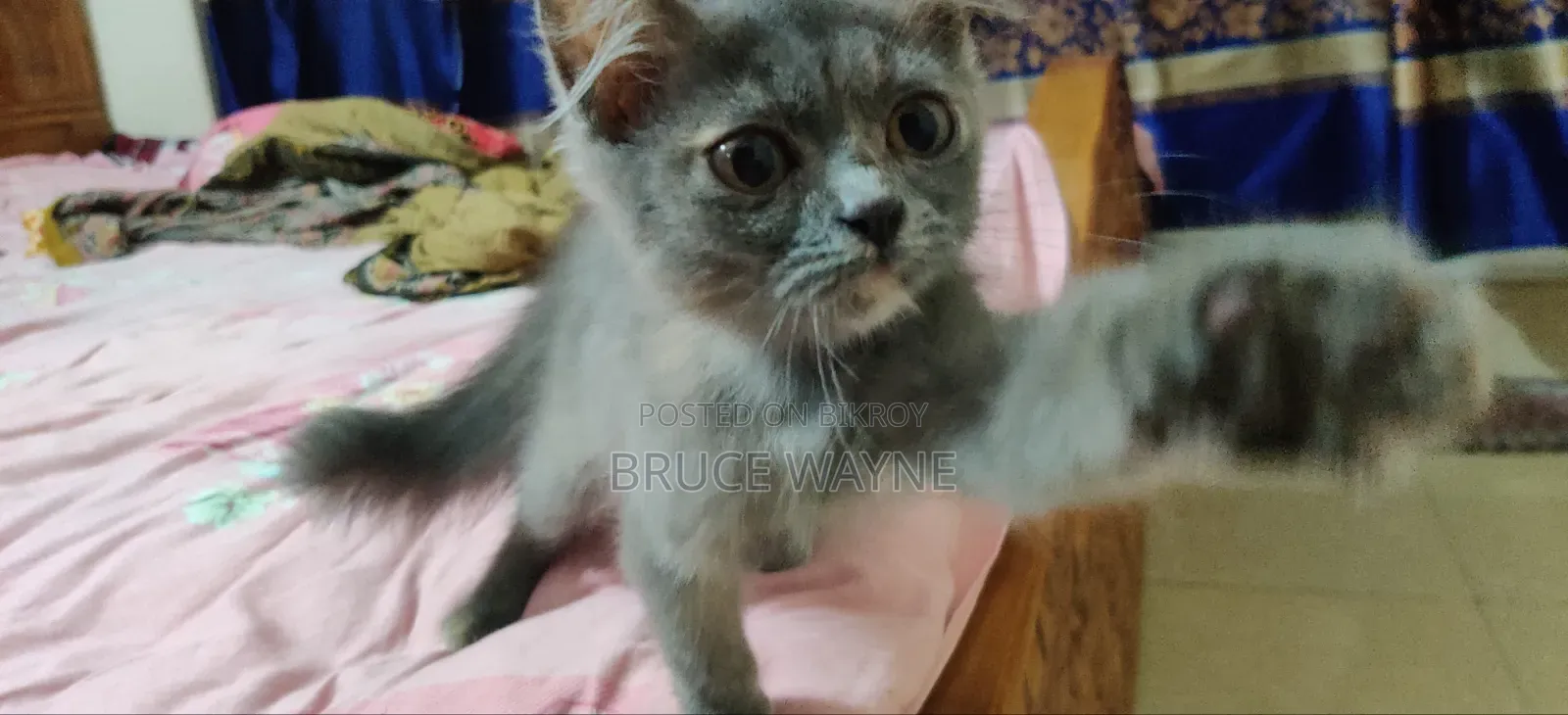 1-3 Months Female Mixed Breed Cat