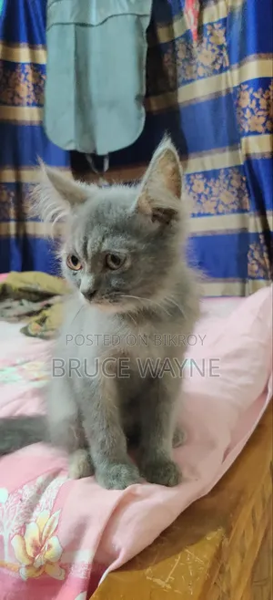 1-3 Months Female Mixed Breed Cat