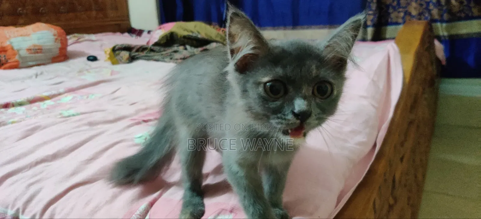 1-3 Months Female Mixed Breed Cat